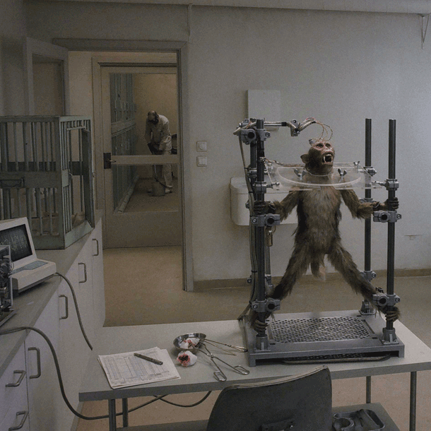 Film des Monats: Eine Taube sitzt auf einem Zweig und denkt über das Leben nach