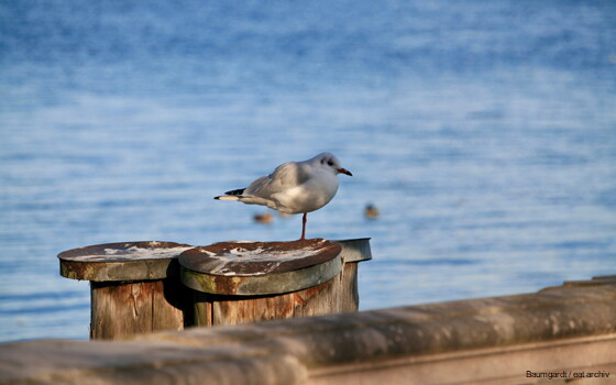 Newsletter Februar 2026