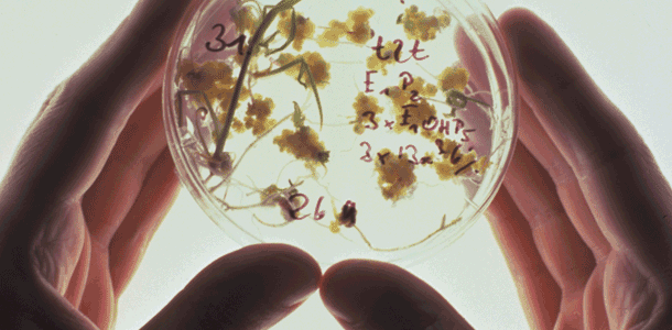 Biopatente – Saatgut als Ware und öffentliches Gut