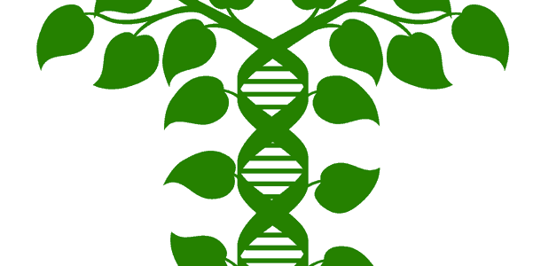 ° GENOME EDITING: Müssen wir über Gentechnik in der Landwirtschaft neu nachdenken? *Dialogreihe – Innovation und Verantwortung