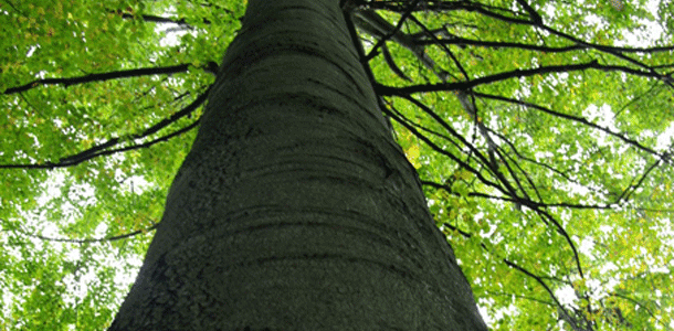 Blickwechsel zwischen Literatur und Wissenschaft: Der Baum