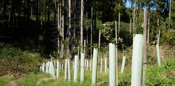 “Der Wald soll für die Zukunft ein anderer werden!”