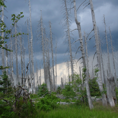 “Der Wald soll ein anderer werden!”