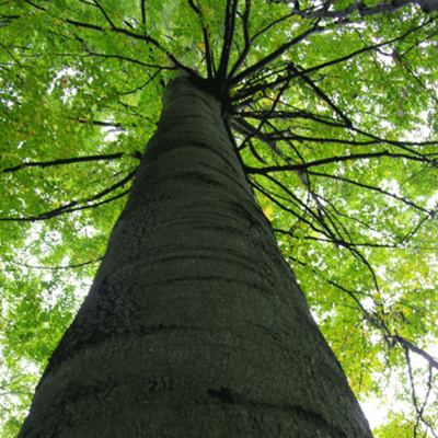 Blickwechsel zwischen Literatur und Wissenschaft: Der Baum