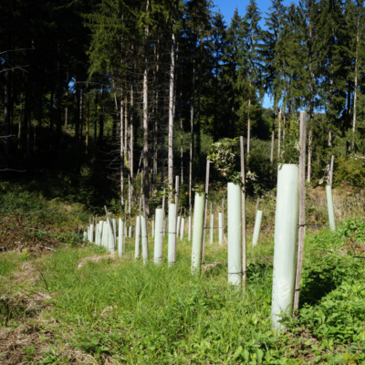 “Der Wald soll für die Zukunft ein anderer werden!”