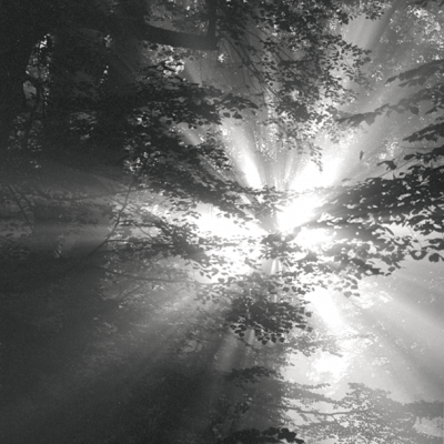 Artenvielfalt im Wald