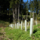 “Der Wald soll für die Zukunft ein anderer werden!”