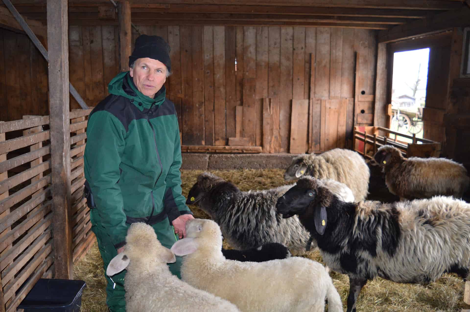 Der Diplom-Landwirt Saro Rotter im Stall bei den Bergschafen.