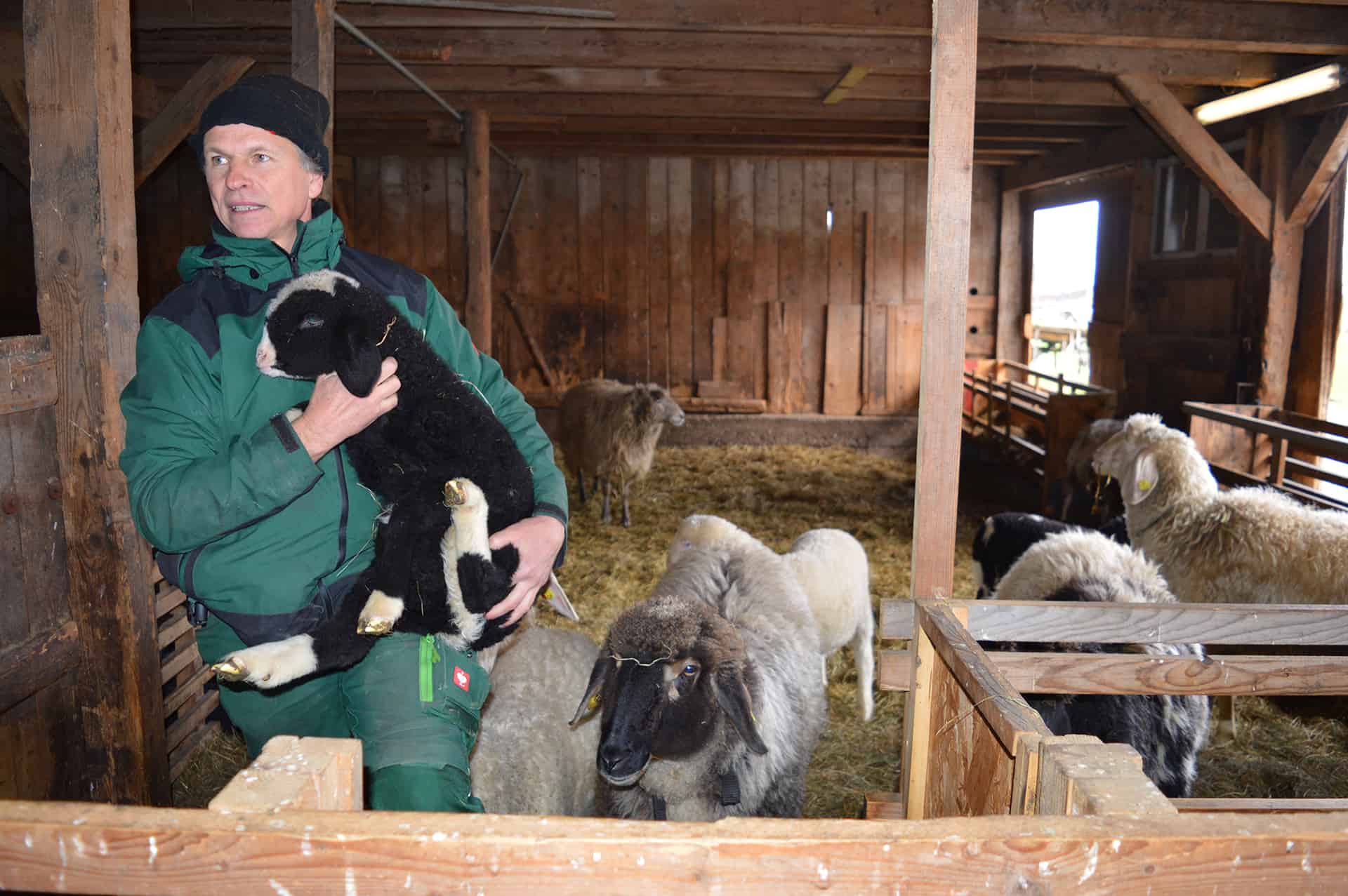 Der Diplom-Landwirt Saro Rotter im Stall bei den Bergschafen.