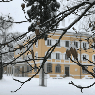 Schnee auf dem Tulpenbaum im Park (Foto: dgr/eat archiv)