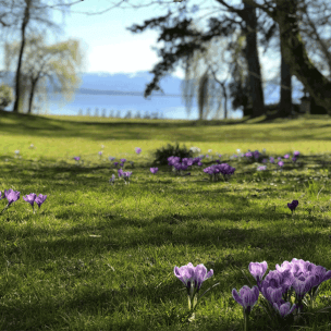 Krokusse im Park von Schloss Tutzing, Aufmacherbild für Newsletter April 2020 (dgr/eat archiv)