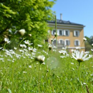 Blühende Wiesen im Park