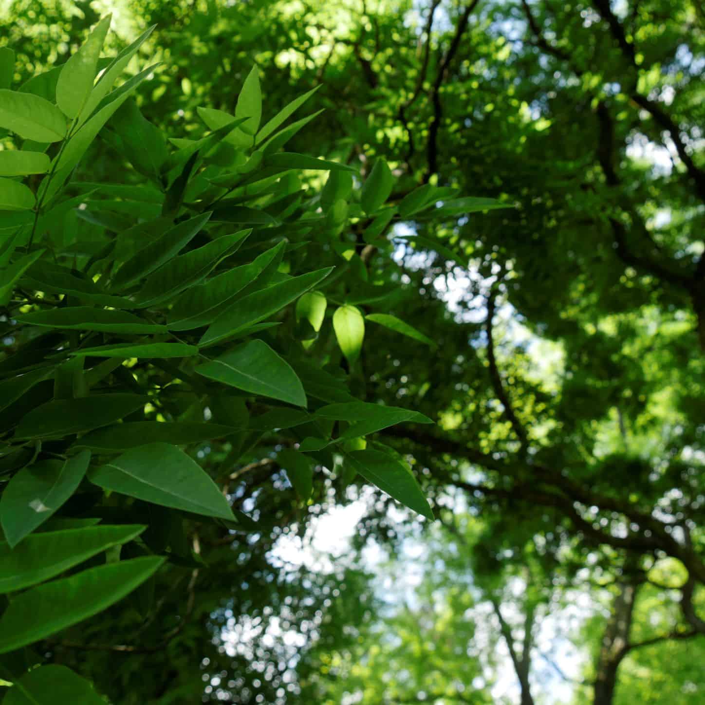 Schnurbaum