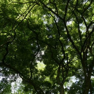 Schnurbaum im Schlosspark Tutzing (Foto: Annabelle Werner / eat archiv)