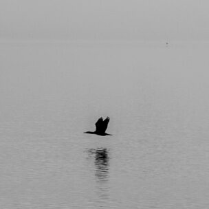Ein Nebelmorgen am Starnberger See: Am Ufer der Evangelischen Akademie Tutzing fliegt ein Vogel eben los. (Foto: Haist / eat archiv)