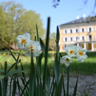 Narzissen im Schlosspark, dahinter Schloss Tutzing (foto: ma/ eat archiv)