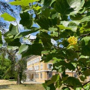 Tulpenbaum, Evangelische Akademie Tutzing (Foto: dgr/eat archiv)