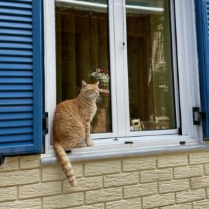 Sie versteht es, zu warten. Eine Katze auf einem Fensterbrett, gesehen in Griechenland. (Foto: dgr/ eat archiv)