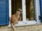 Sie versteht es, zu warten. Eine Katze auf einem Fensterbrett, gesehen in Griechenland. (Foto: dgr/ eat archiv)