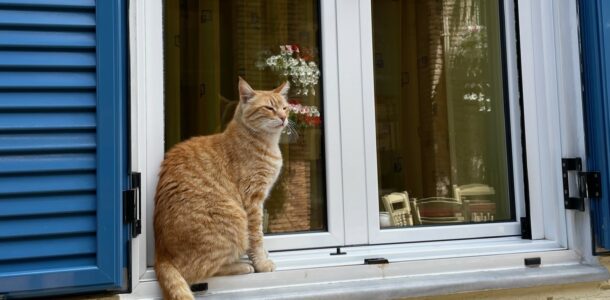 Sie versteht es, zu warten. Eine Katze auf einem Fensterbrett, gesehen in Griechenland. (Foto: dgr/ eat archiv)