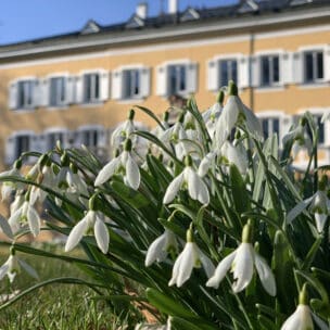 Newsletter März 2024: Schneeglöckchen im Park der Akademie (Foto: ma / eat)