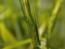Neue Gentechniken für die Landwirtschaft in der Diskussion