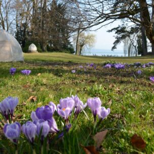 Krokusse im Schlosspark