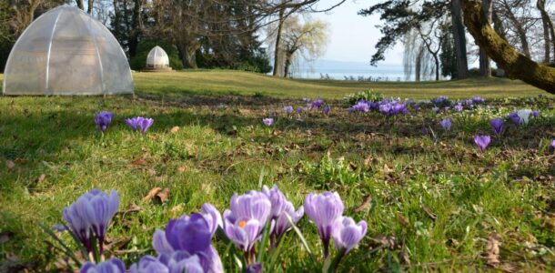 Krokusse im Schlosspark