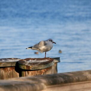 Foto: Baumgardt/eat archiv