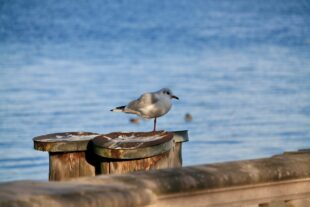 Foto: Baumgardt/eat archiv